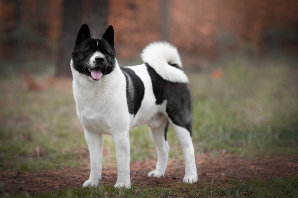 son akitas buenos perros de casa