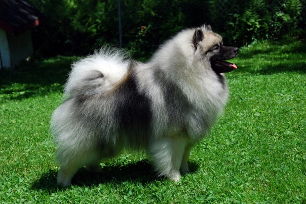 Keeshond Dogs Breed - Information, Temperament, Size & Price | Pets4Homes