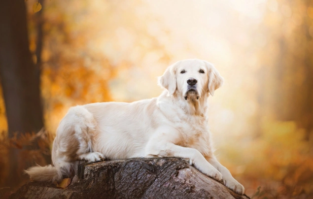 Golden Retriever Dogs Breed - Information, Temperament, Size & Price | Pets4Homes