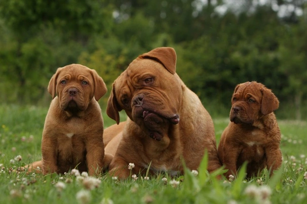 Dogue de Bordeaux Dogs Razza - Prezzo, Temperamento & Foto | AnnunciAnimali