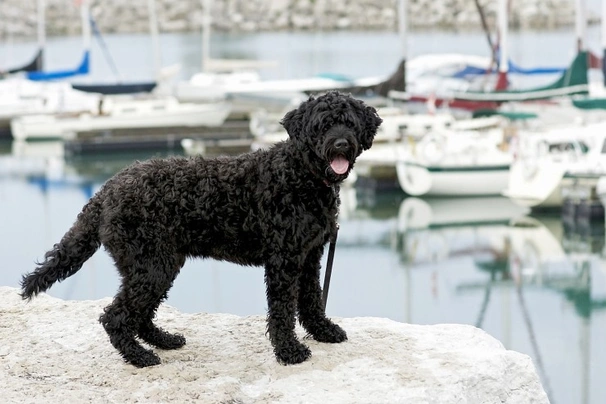 Perro de Agua Portugués Dogs Raza - Características, Fotos & Precio | MundoAnimalia