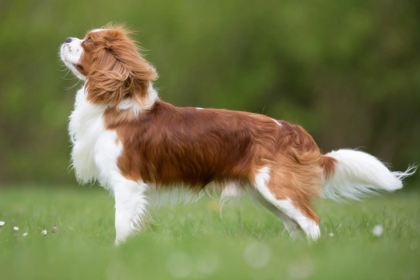 Cavalier King Charles Spaniel Dogs Raza - Características, Fotos & Precio | MundoAnimalia