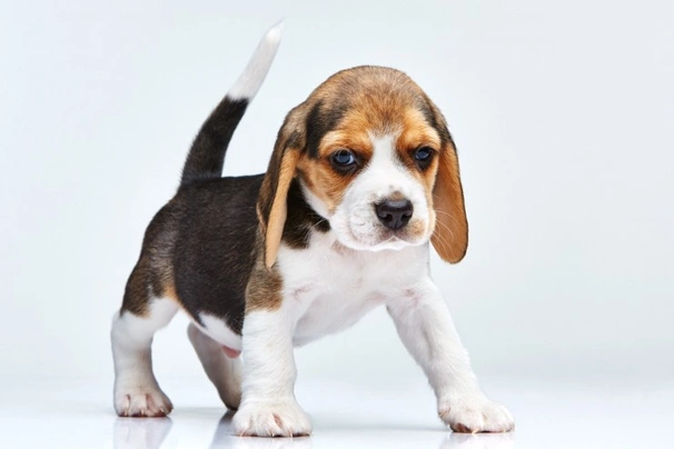 Beagle Dogs Razza - Prezzo, Temperamento & Foto | AnnunciAnimali