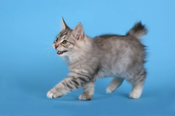 Kurilean Bobtail de Pelo Corto Cats Raza | Datos, Aspectos destacados y Consejos de compra | MundoAnimalia