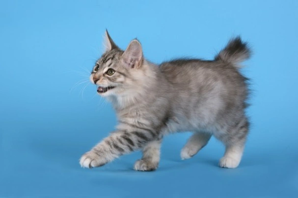 Kurilian Bobtail Cats Breed Information Temperament Size