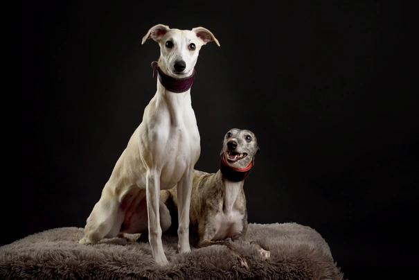 Whippet Dogs Razza - Prezzo, Temperamento & Foto | AnnunciAnimali