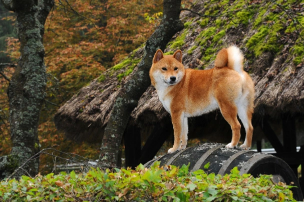 Japanese Shiba Inu Dogs Breed - Information, Temperament, Size & Price | Pets4Homes