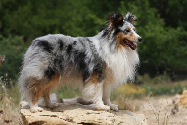 Grey shetland hot sale sheepdog