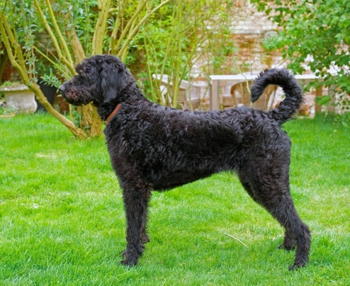 Labradoodle Dogs Ras: Karakter, Levensduur & Prijs | Puppyplaats