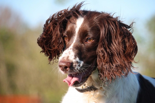 English Springer Spaniel Dogs Breed - Information, Temperament, Size & Price | Pets4Homes