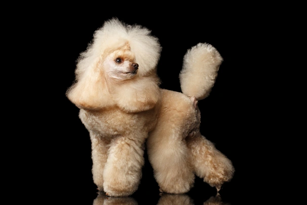 Barboncino Toy Dogs Razza - Prezzo, Temperamento & Foto | AnnunciAnimali