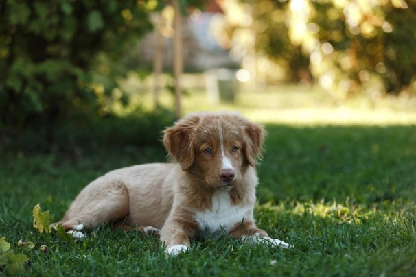 Nova Scotia Duck Tolling Retriever Dogs Raza - Características, Fotos & Precio | MundoAnimalia