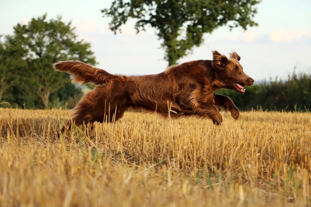 Flat coated retrívr Dogs Informace - velikost, povaha, délka života & cena | iFauna