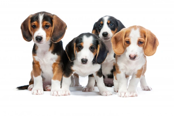 Vestfálský jezevčíkovitý honič Dogs Informace - velikost, povaha, délka života & cena | iFauna