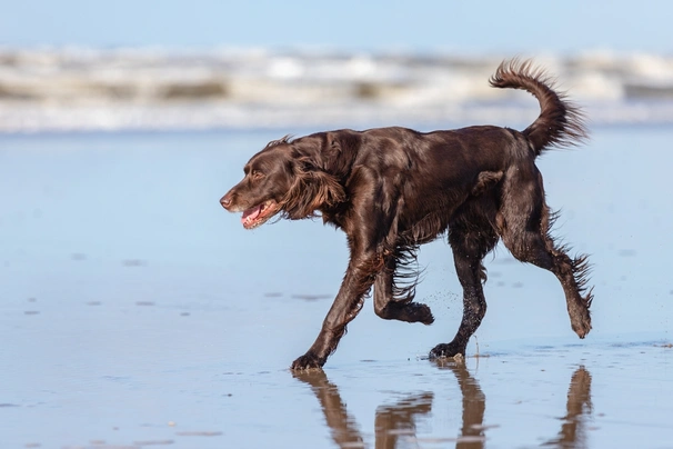 German Longhaired Pointer Dogs Breed - Information, Temperament, Size & Price | Pets4Homes