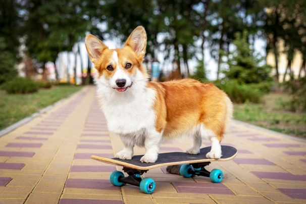 Welsh Corgi Pembroke Dogs Ras: Karakter, Levensduur & Prijs | Puppyplaats