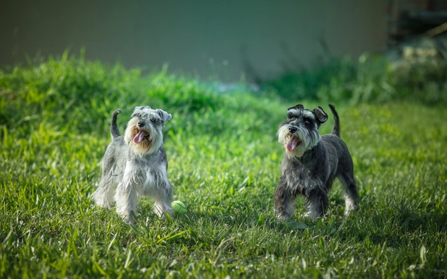 Miniature schnauzer best sale average price