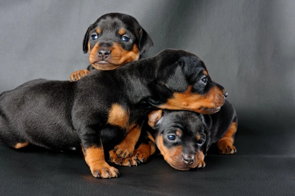 Dwergpinscher Dogs Ras: Karakter, Levensduur & Prijs | Puppyplaats