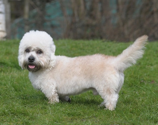 Dandie Dinmont Terrier Dogs Breed | Facts, Information and Advice | Pets4Homes