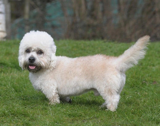 Dandie Dinmont teriér Dogs Plemeno / Druh: Povaha, Délka života & Cena | iFauna