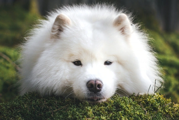 Samoyed dog hot sale cost