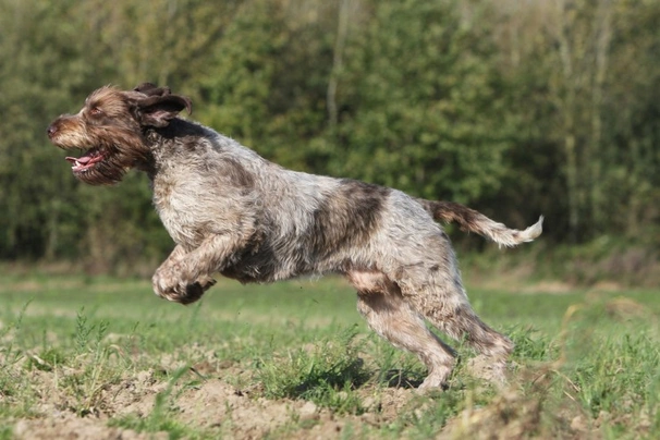 Grifón de Muestra Korthals de Pelo Duro Dogs Raza - Características, Fotos & Precio | MundoAnimalia