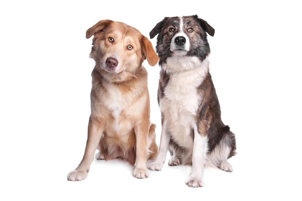 Aidi Dogs Ras: Karakter, Levensduur & Prijs | Puppyplaats