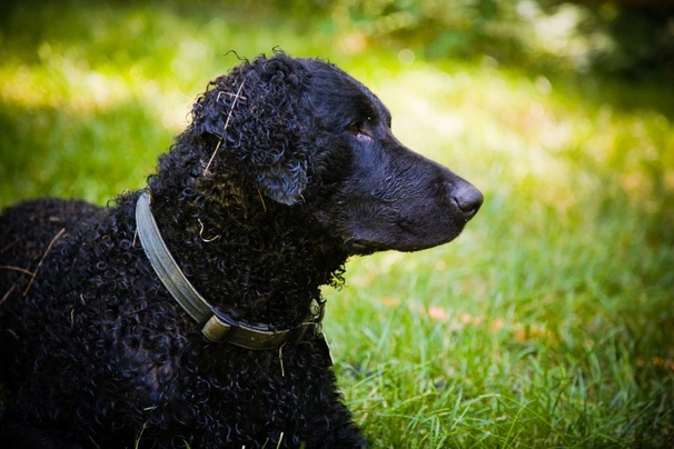 Curly coated retrívr Dogs Plemeno / Druh: Povaha, Délka života & Cena | iFauna