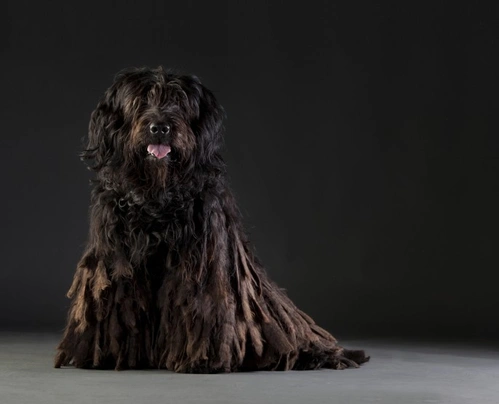 Bergamský ovčák Dogs Informace - velikost, povaha, délka života & cena | iFauna