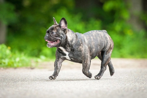 Francouzský buldoček Dogs Informace - velikost, povaha, délka života & cena | iFauna