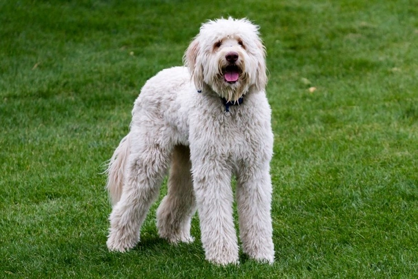Labradoodle Dogs Breed | Facts, Information and Advice | Pets4Homes