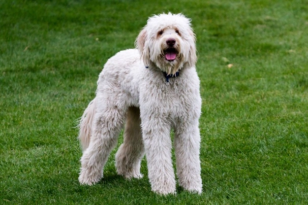 Labradoodle pets4homes store