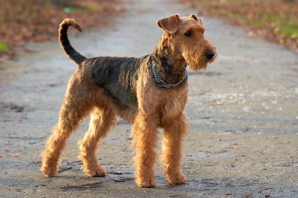 Airedale Terriër Dogs Ras: Karakter, Levensduur & Prijs | Puppyplaats