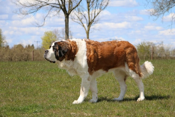 Saint Bernard Dogs Breed - Information, Temperament, Size & Price | Pets4Homes