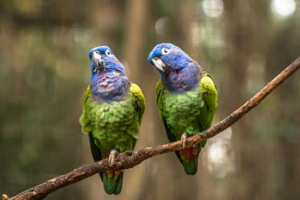 Amazónek modrohlavý Birds Informace - velikost, povaha, délka života & cena | iFauna