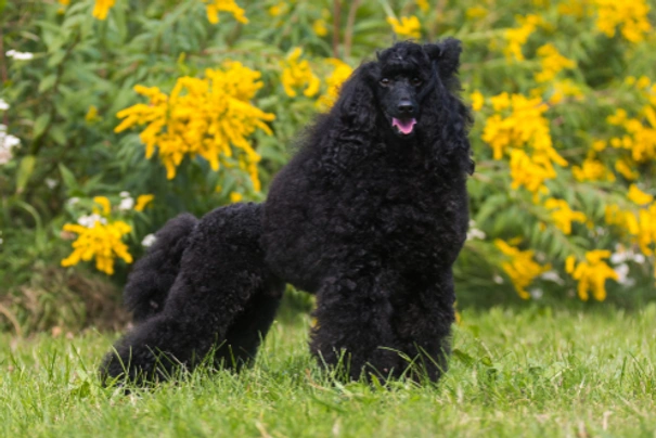 Standard Poodle Dogs Breed - Information, Temperament, Size & Price | Pets4Homes