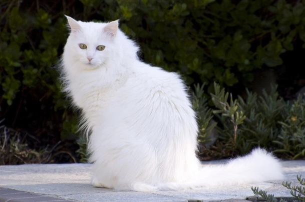 Turkish Angora Cats Breed | Facts, Information and Advice | Pets4Homes