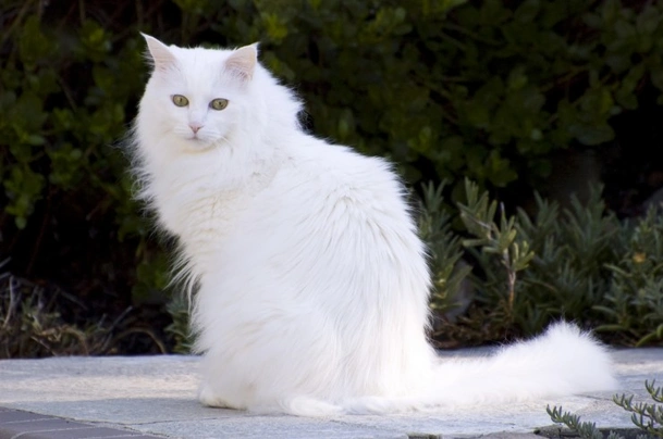 Turkish Angora Cats Breed - Information, Temperament, Size & Price | Pets4Homes