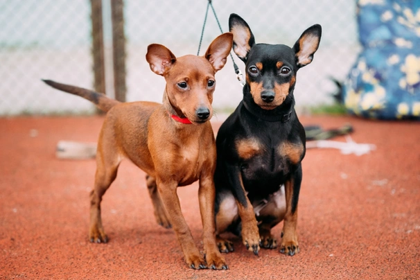 Pinscher Miniatura Dogs Raza - Características, Fotos & Precio | MundoAnimalia