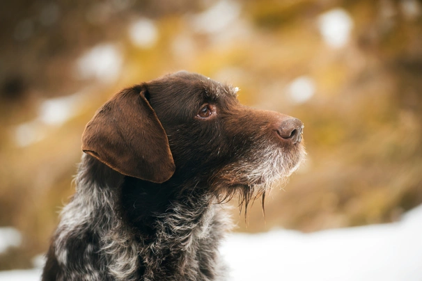 Německý drátosrstý ohař Dogs Plemeno / Druh: Povaha, Délka života & Cena | iFauna