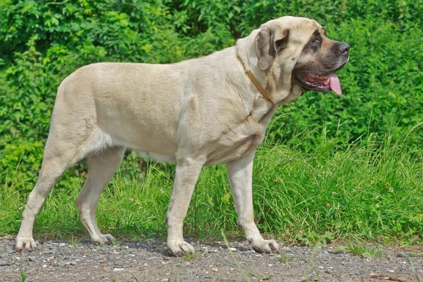 English mastiff dog clearance food