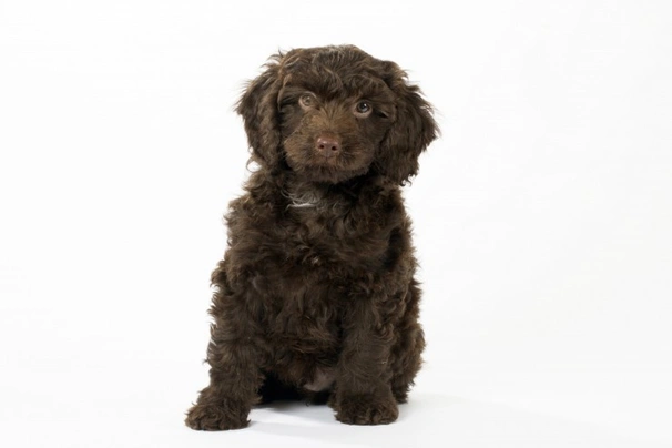 English springer store spaniel x poodle