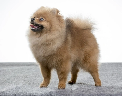 Large pomeranian hot sale breed