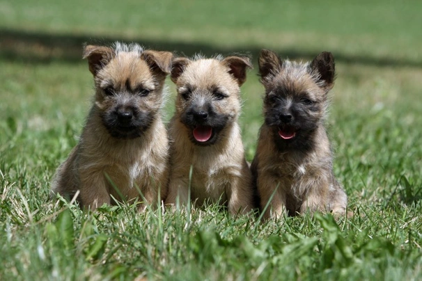 Cairn teriér Dogs Plemeno / Druh: Povaha, Délka života & Cena | iFauna