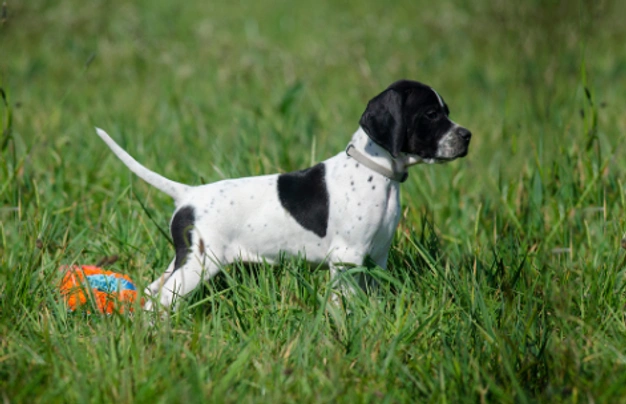 Pointer Dogs Breed | Facts, Information and Advice | Pets4Homes