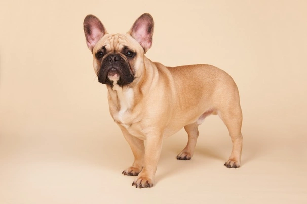 French Bulldog Dogs Breed - Information, Temperament, Size & Price | Pets4Homes