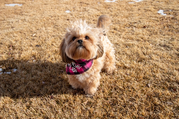 Shorkie dog store