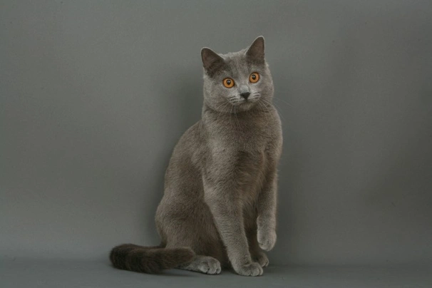 Chartreux Cats Breed | Facts, Information and Advice | Pets4Homes