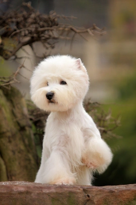 West Highland White Terrier Dogs Raza - Características, Fotos & Precio | MundoAnimalia