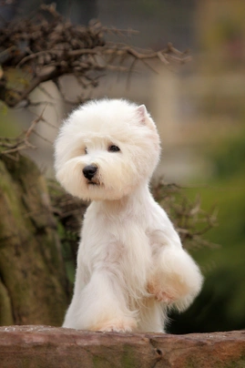 West Highland White Terrier Dogs Razza - Prezzo, Temperamento & Foto | AnnunciAnimali